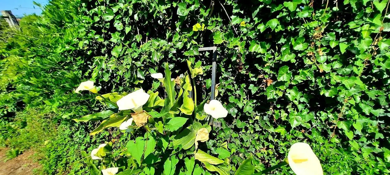 Homestay Sycylia - Approdo Sull'Etna
