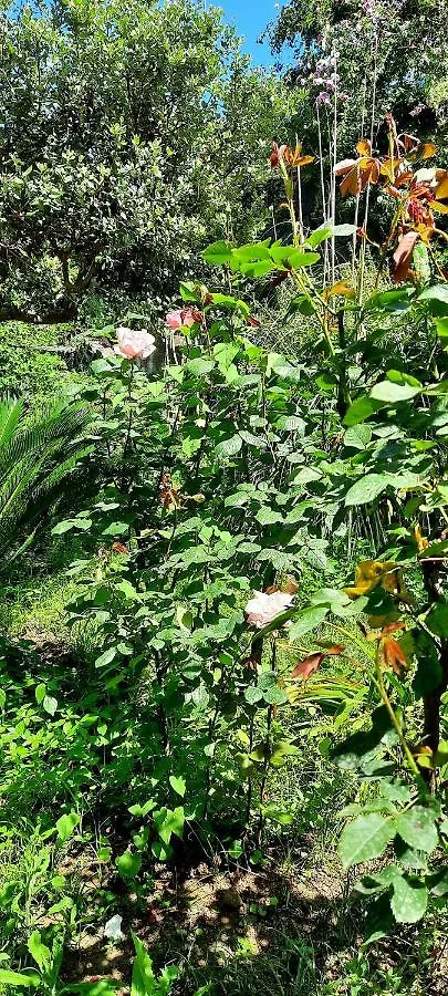 Sycylia - Approdo Sull'Etna Homestay Aci Catena